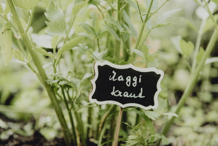 Nahaufnahme von gr&uuml;nen Kr&auml;utern mit einem Schild, auf dem 'Maggikraut' steht.