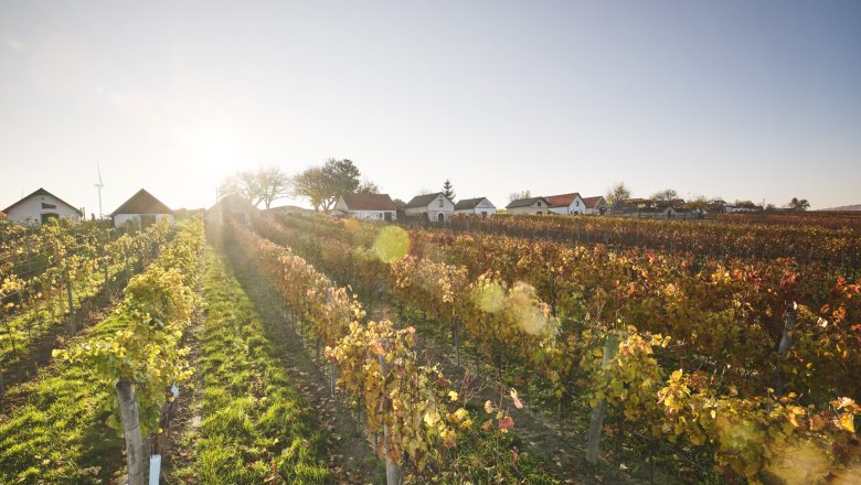 Weinbaugebiet Carnuntum, © Niederösterreich Werbung/Discover Austria